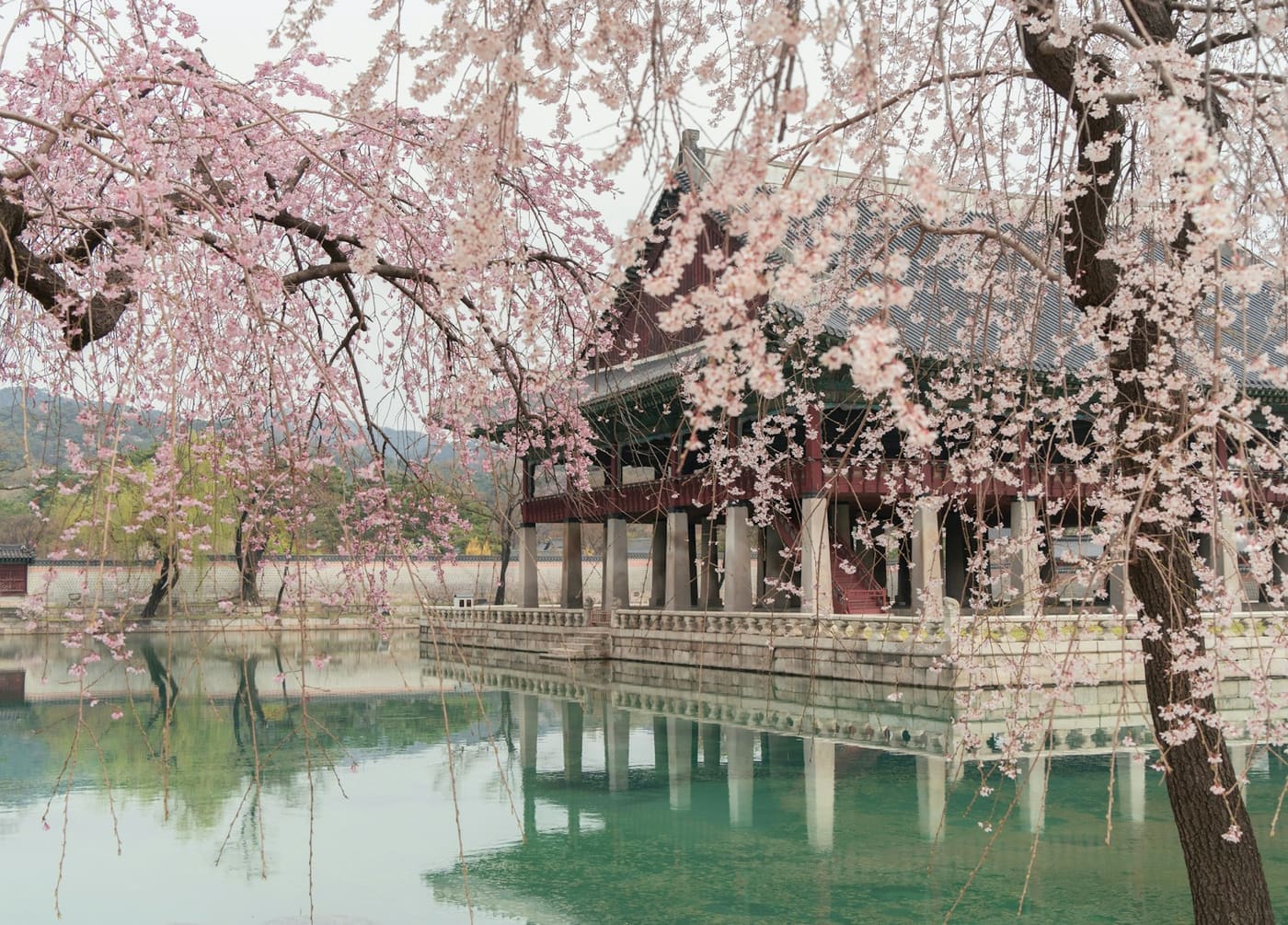 Cherry blossoms framing Gyeongbokgung Palace, Seoul